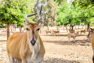 Sticker - Eland (Tragelaphus oryx) in zoo