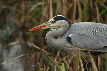 Poster - A head shot of a Grey Heron, Ardea cinerea, hunting for food in the reeds growing at the edge of a lake.