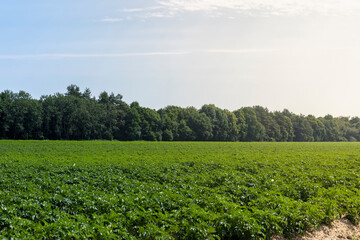 An agricultural field where green potatoes grow