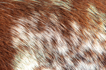 Wall Mural - beautiful spotted fur close-up. texture of brown animal wool. dog fur.