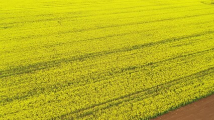 Fotomurales - Blooming field of rapeseed crop flowers , high angle view drone pov