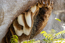 Giant Bees Nest On A Fallen African Baobab Tree (Adansonia Digitata)