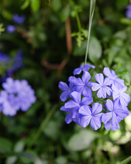 Wall Mural - The beauty of flowers in the front garden