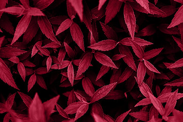 Trendy color 2023 viva magenta red toned plant leaves lush foliage natural  background.