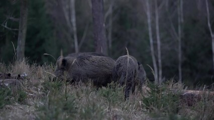 Wall Mural - Wild boars during twilight in the forest. Boar are fighting. Wild pig looking for food. European nature. 