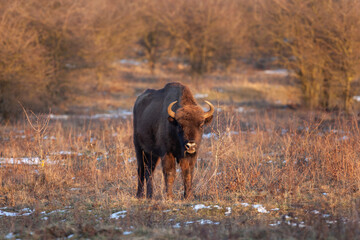 Poster - Herd of european bison hides in the bushes. Wood bison during winter time. Huge furry cow on the lend. European nature. 