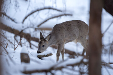 Wall Mural - Roe deer in the winter forest. Deer on the snow. European nature. 