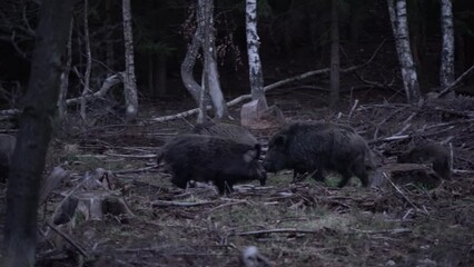 Wall Mural - wild boars during twilight in the forest. boar are fighting. wild pig looking for food. european nat