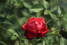Red Rose Flower In Bush
