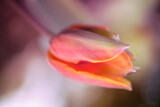 Fototapeta Tulipany - Kwiaty kolorowych tulipanów. Tulipany botaniczne. Sezon wiosenny w ogrodzie