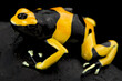 Yellow-banded poison dart frog (Dendrobates leucomelas) Guyana