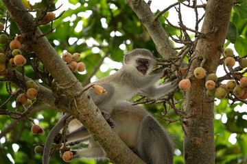 Wall Mural - Vervet in the Hluhluwe Imfolozi Game Reserve. Group of monkeys eating fruits on the tree. Vervet monkey in the African nature.