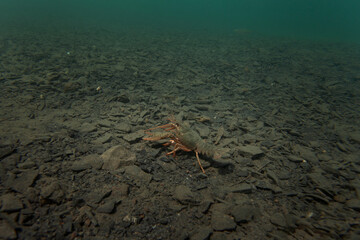 Wall Mural - Crayfish walking on the bottom. Wildlife in the fresh lake. Underwater photography by the crayfish. European nature	