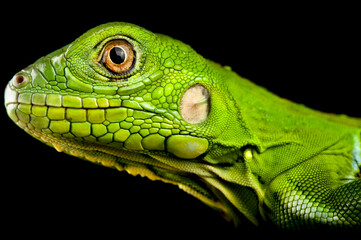 Wall Mural - Green Iguana (Iguana iguana) juvenile