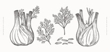 Roots And Leaves Of Fennel On A Light Background Isolated. Hand Drawn Plant For Cooking Healthy Food. The Concept Of Organic Food. Vector Vintage Illustration.