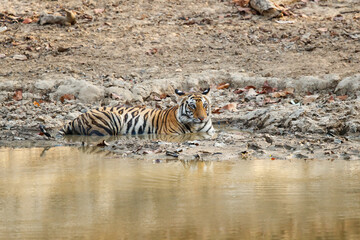 tiger, bengal tiger (panthera tigris tigris), in bandhavgarh national park in india