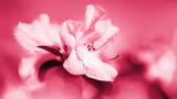 Viva Magenta color of the year 2023. Closeup on azalia, rhododendron flowers, focus on petals