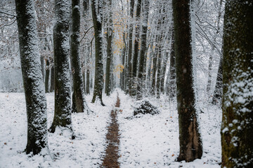 Wall Mural - Amazing snowy alley with Jack Russell Terrier breed dog on a thin path. Picturesque winter scene. Landscape photography