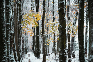 Wall Mural - Majestic snowy alley with last yellow autumn leaves. Picturesque winter scene. Landscape photography