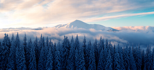 Wall Mural - Fantastic winter landscape in snowy mountains glowing by morning sunlight. Dramatic wintry scene with frozen snowy trees and flowing fog at sunrise. Christmas holiday background