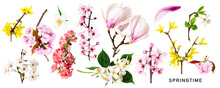 Different Spring Flowers Blossom Set. PNG With Transparent Background. Flat Lay. Without Shadow.