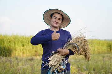 Handsome Asian male farmer wear hat, holds sickle and harvested rice plants at paddy field. Concept , Agriculture occupation. Farmer with organic rice.         