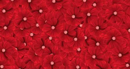 red cosmos flower pattern background. art or abstract of flora, floral and beautiful natural wallpap