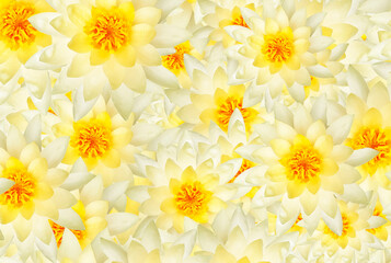 Wall Mural - White and yellow lotus flower pattern background. Art of flora or abstract of floral wallpaper.