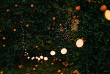 New Year's Authentic Ligths On A Tree In An Orange Garden, Around The Christmas Lights Of Garlands
