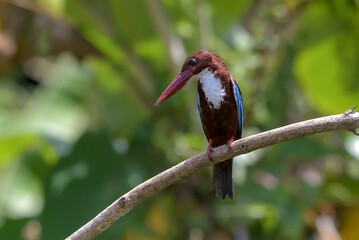 Wall Mural - White throated kingfisher (Halcyon smyrnensis) with its prey