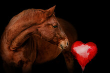 Black Shot Portrait Of A Chestnut Brown Quarter Horse Gelding Interacting With A Heart Shaped Foil Balloon On Black Background