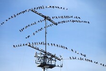 Birds Gathered: A Flock Of Many Pigeons Perched On A Television Antenna