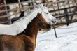 Young pretty arabian horse foal and his mother on winter background, portrait closeup