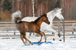 Young pretty arabian horse foal and his mother on winter background, portrait in action