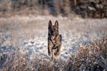Big German Shepherd Dog Running Snow Winter