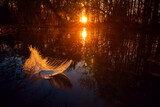 Białe pióro na wodzie na tle zachodzącego słońca w parku w Żywcu