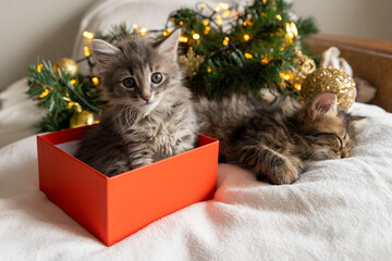 Wall Mural - christmas little funny kitten cat look sits in a red box as a Christmas present on the background of a Christmas tree in the decoration concept of new year and christmas. High quality photo copyspace