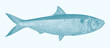 Twaite shad alosa fallax, marine fish in side view
