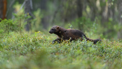 wolverine (gulo gulo) in forest in summer