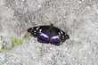 Beautiful butterfly Apatura iris with a blue tint on the wings