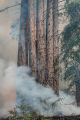 Firefighter Fighting Wildfire in Forest in California