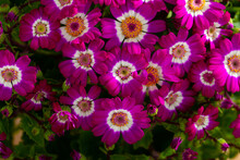 Closeup Of Richly Blooming Cineraria Mauve Flowers On Background Of Green Foliage