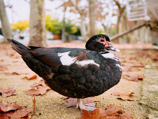 Wall Mural - duck in the park