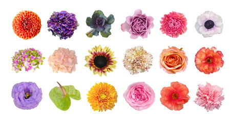 Macro photo flowers chrysanthemum, rose, cabbage, clematis, anthurium, sunflower on white isolated background