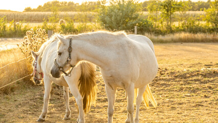 Wall Mural - White horse on a sunny windy day in a paddock.Farm animals.horse walks in a street paddock. Breeding and raising horses.Animal husbandry and agriculture concept. 