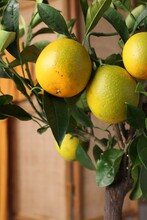 Closeup View Of Lemon Tree With Ripening Fruits Indoors
