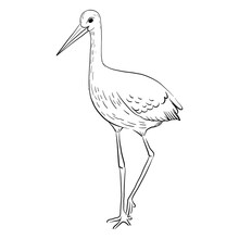 Vector Drawing Sketch Of Bird, White Stork, Hand Drawn Ciconia , Isolated Nature Design Element