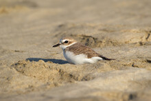 Little Bird Snowy Plover Is Sitting On The Beach In The Sand.