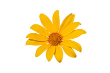 Yellow Flower Isolated On White