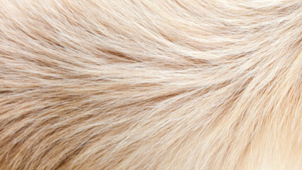 Wall Mural - Brown dog fur background texture close-up beautiful abstract pattern